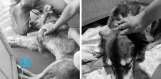 Vecina denuncia envenenamiento de perros y alerta sobre ataques constantes a animales